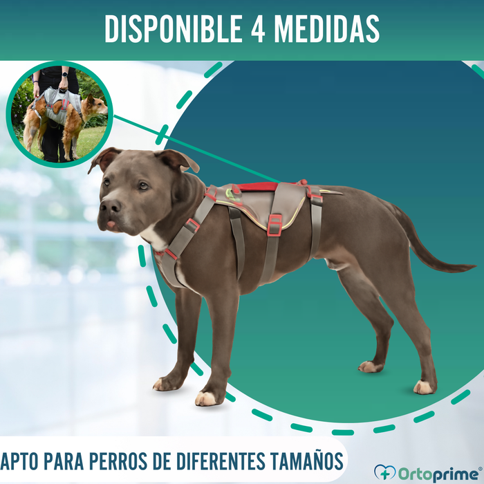 Arnés de Apoyo para Perros de Alpinismo | Máxima Resistencia