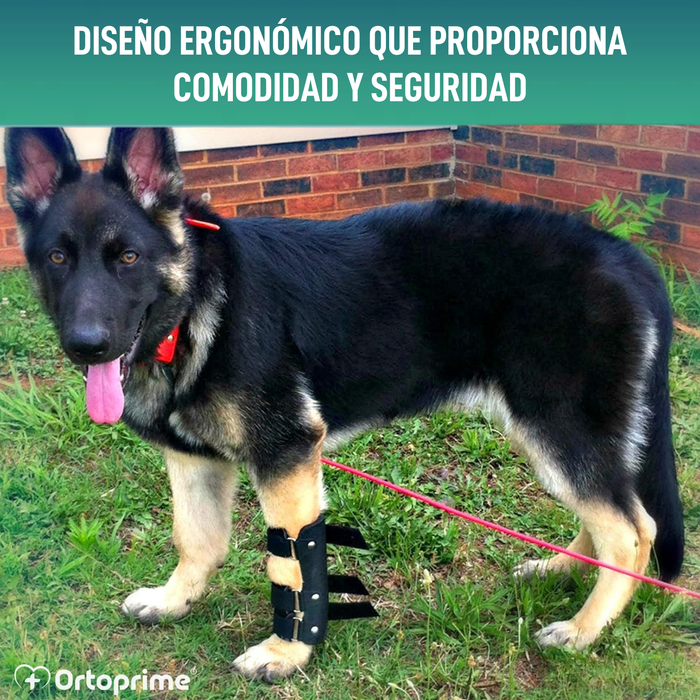 Férula de Carpo para Perro | Soporte Canino en 5 Tallas